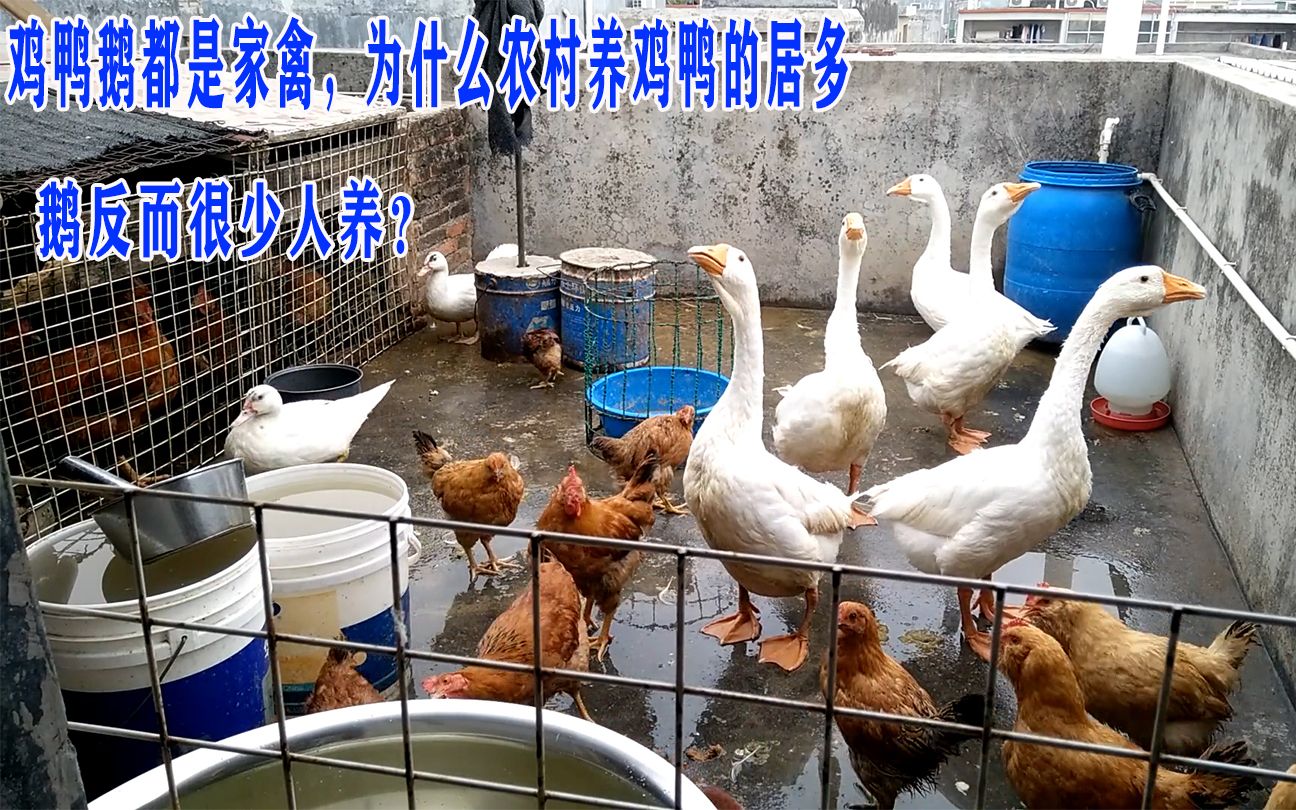 雞鴨鵝同為家禽，為何農村養雞鴨多而養鵝少？