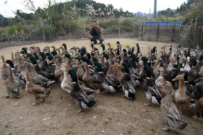 廣西環江 香鴨養殖拓寬增收路，家畜產業助力鄉村振興