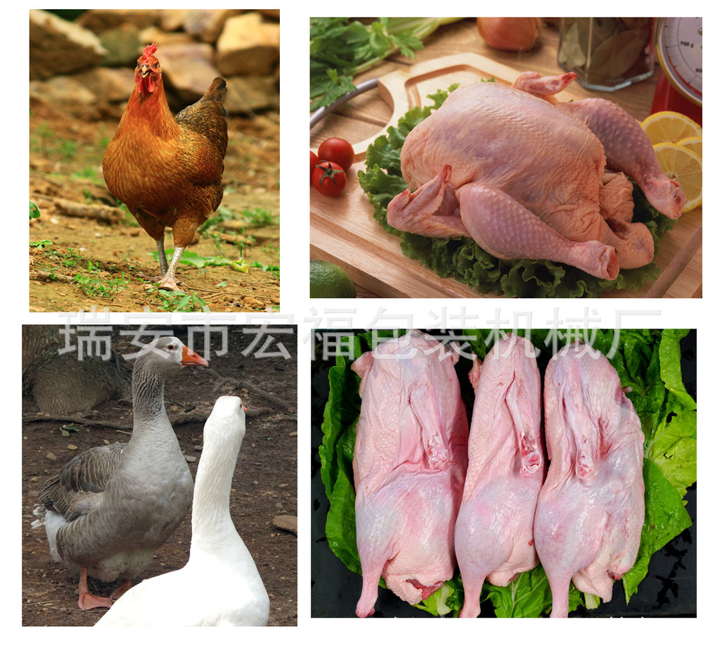 沿河生態雞屠宰生產線正式投入使用，助力家禽產業升級