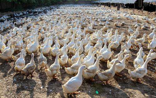 發酵床養殖技術在家畜與家禽中的應用
