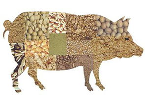 家畜養殖升溫，飼料檢測勢在必行