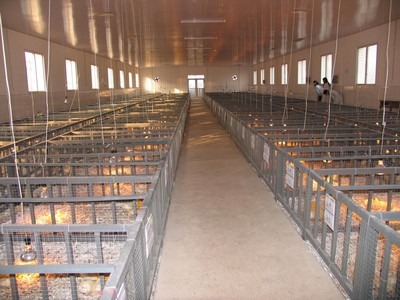 從實(shí)驗(yàn)基地到生態(tài)牧場(chǎng) 探索現(xiàn)代家畜養(yǎng)殖的創(chuàng)新之路