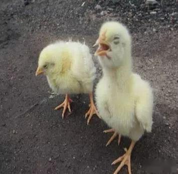 家禽支氣管堵塞的防治策略 科學(xué)管理是關(guān)鍵