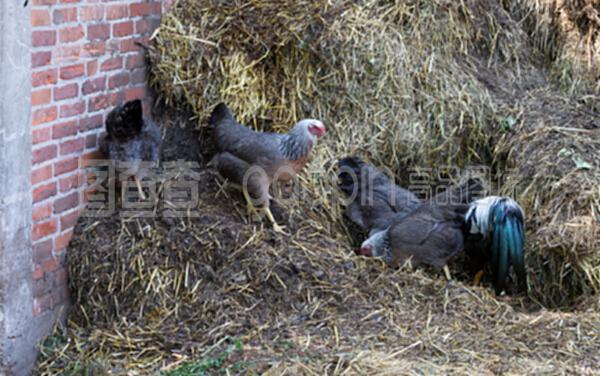 農(nóng)場(chǎng)的繁榮基石 家禽與家畜養(yǎng)殖的和諧共生