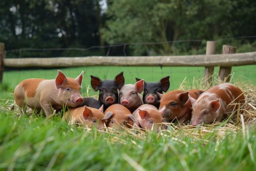 家禽家畜生態(tài)土豬圖片 養(yǎng)殖與攝影的藝術(shù)融合
